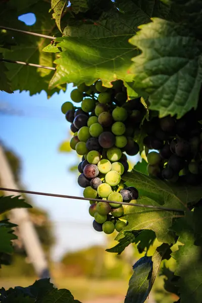 Close-ups de uvas em uma vinha — Fotografia de Stock