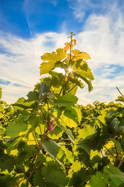 Close-up of vine leaves in the sunlight — Stock Photo, Image