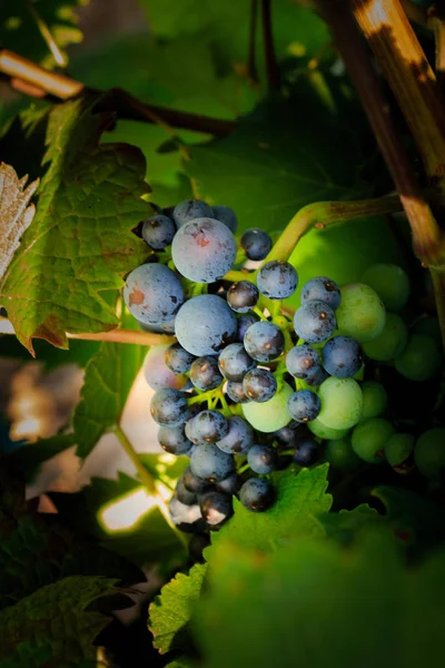 Närbilder av druvorna på en vingård — Stockfoto