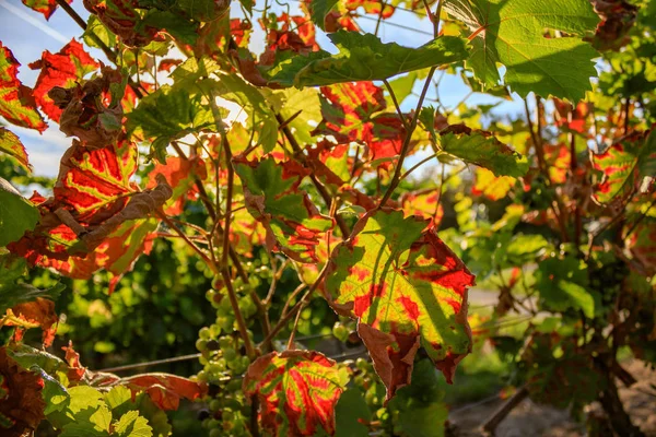 Detalle de tomas de hojas de vid otoñales a la luz del sol —  Fotos de Stock