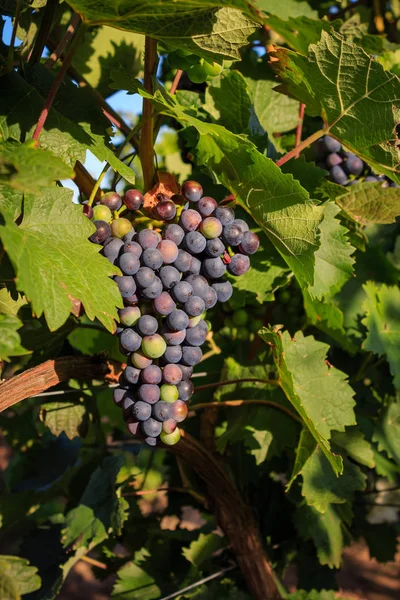 Close-ups of grapes in a vineyard — Stock Photo, Image