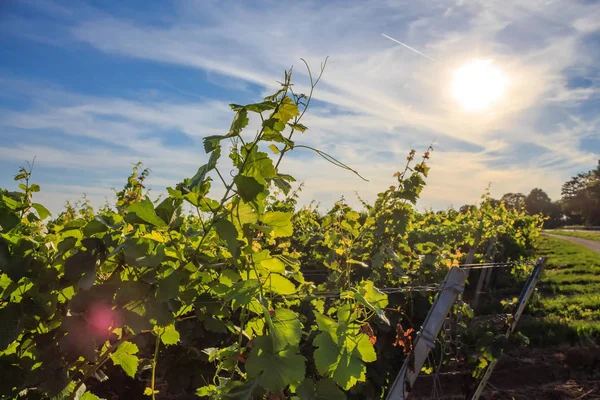 Vinhedos à luz do sol — Fotografia de Stock