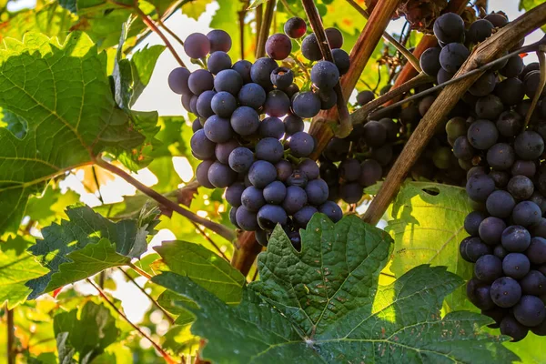 Close-ups of grapes in a vineyard — Stock Photo, Image