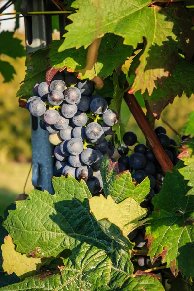 Close-ups of grapes in a vineyard — Stock Photo, Image