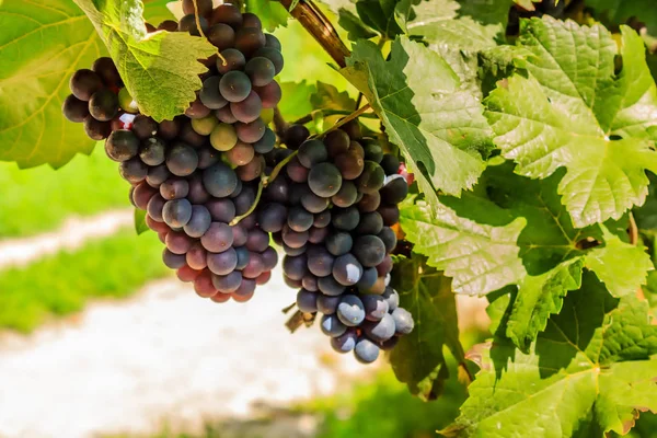 Grapevine in the sunlight — Stock Photo, Image