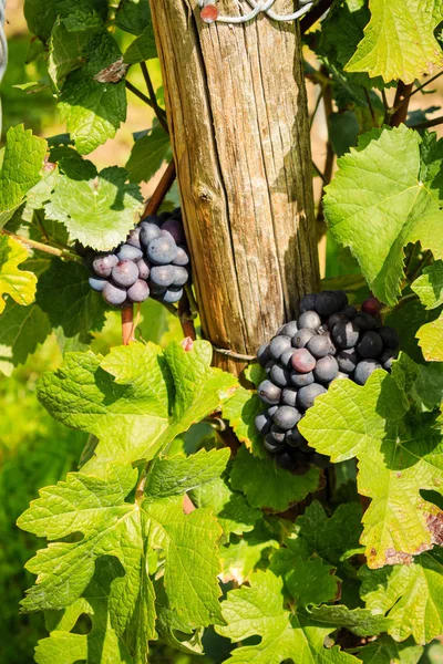 Grapevine in the sunlight — Stock Photo, Image