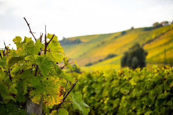 Romatic yellow vineyards during autumn in Rheinhessen — Stock Photo, Image