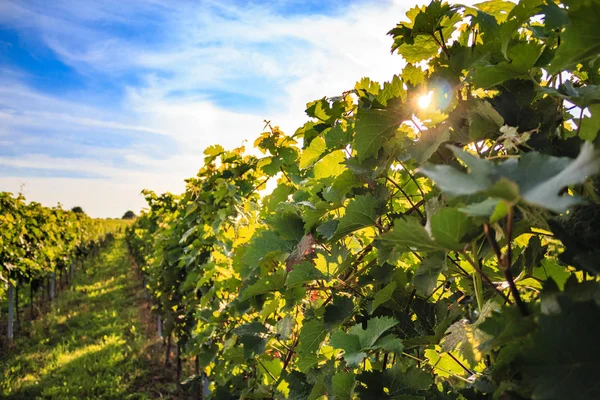 Les vignobles au soleil Photo De Stock