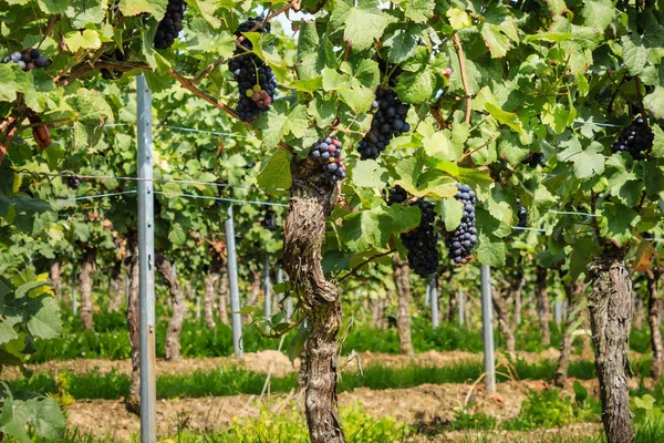 Виноград под лучами солнца Стоковое Фото