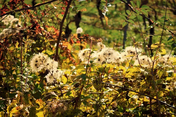 Semi di clematide su un arbusto sul bordo del campo in autunno — Foto Stock