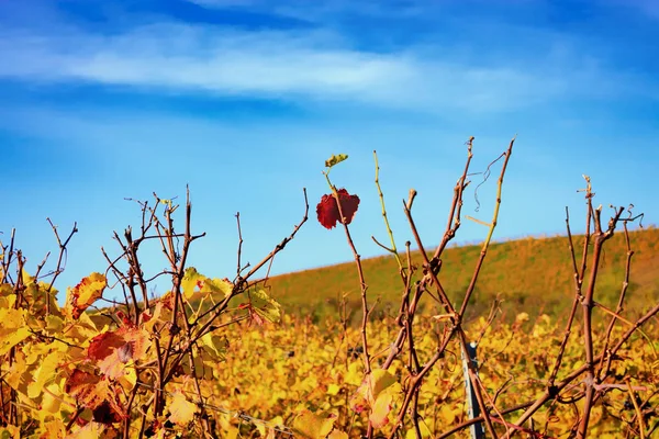Viña de otoño con hojas amarillas en Nierstein en el Roten H — Foto de Stock
