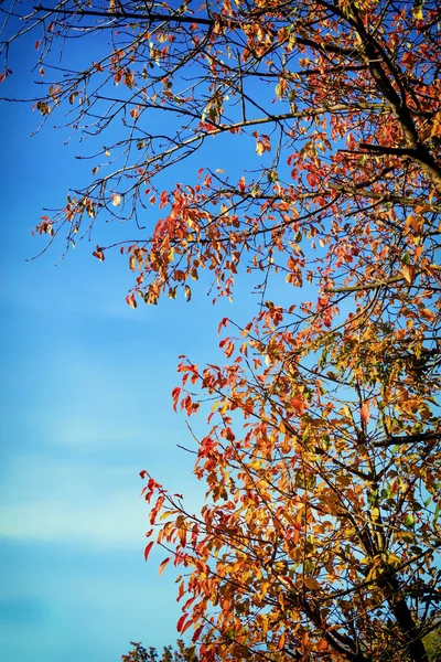 Hojas amarillas otoñales en un árbol con cielo azul — Foto de Stock