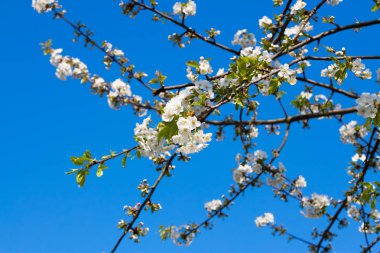 Mavi gökyüzü önünde beyaz kiraz çiçekleri