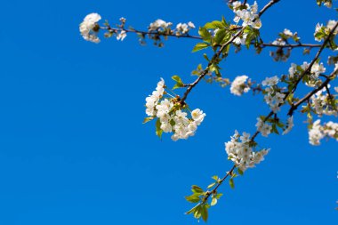 Mavi gökyüzü önünde beyaz kiraz çiçekleri