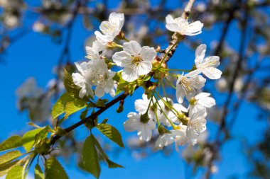 Mavi gökyüzü önünde beyaz kiraz çiçekleri