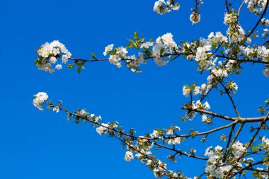 Mavi gökyüzü önünde beyaz kiraz çiçekleri