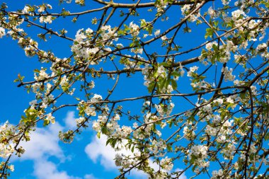 Mavi gökyüzü önünde beyaz kiraz çiçekleri