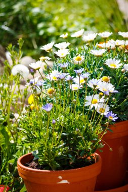 Beyaz Papatya bahçesinde pişmiş toprak tencere