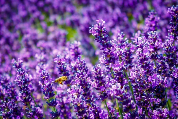 Bees fly between purple lavender in summer