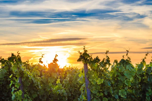 Pôr do sol nas vinhas em Rheinhessen — Fotografia de Stock