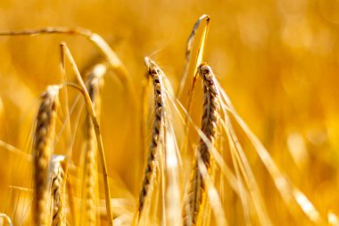Olgun, altın tahıl alan kulaklı buğday hasat için hazır