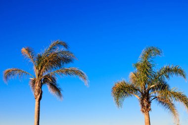 Mavi gökyüzü önünde palmiye ağaçları
