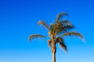 Mavi gökyüzü önünde palmiye ağaçları