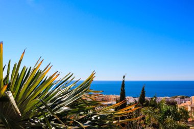 Mavi gökyüzü ve mavi denizin önünde palmiye ağaçları