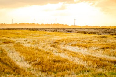 Olgun, altın tahıl alan kulaklı buğday hasat için hazır