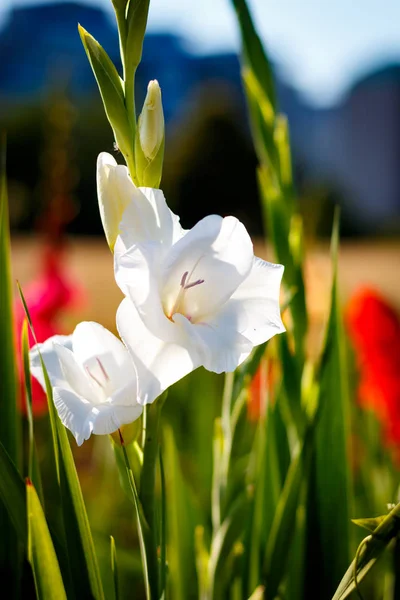 Gladiolus no campo de flores largo na luz do sol dourada — Fotografia de Stock