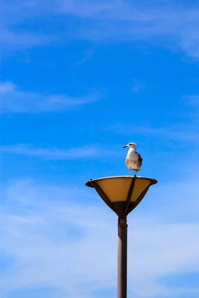 Gaivota em uma lâmpada de rua na frente do céu azul — Fotografia de Stock