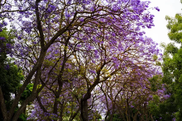 Flor roxa em uma árvore — Fotografia de Stock