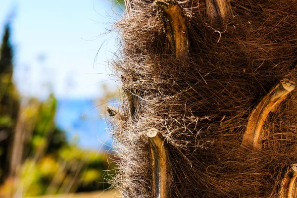 Structure de l'écorce de palme Images De Stock Libres De Droits