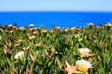 Portekizce Uçurumdaki çiçekler