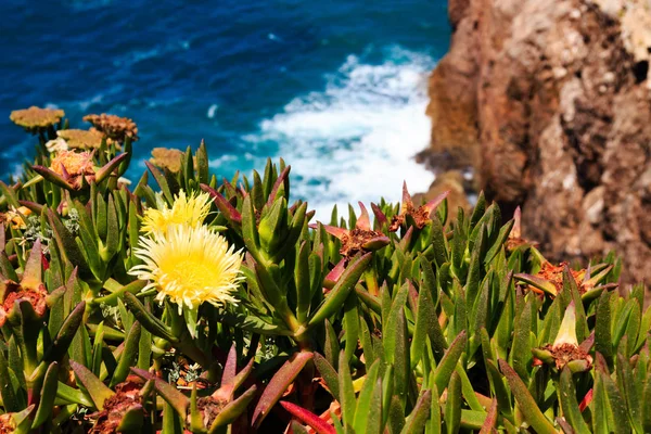 Цветы на португальской скале — стоковое фото