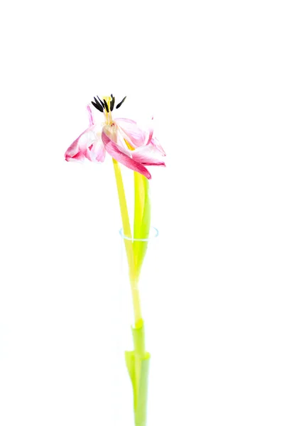 Artista, flor de tulipa murcha — Fotografia de Stock