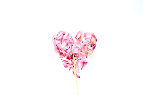 Άνθη των τουλιπών σε σχήμα καρδιάς — Φωτογραφία Αρχείου