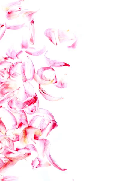 Einzelne Tulpenblüten bilden einen Rahmen — Stockfoto