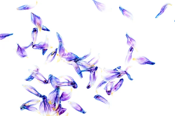 Künstlerische, einzelne Tulpenblüten — Stockfoto