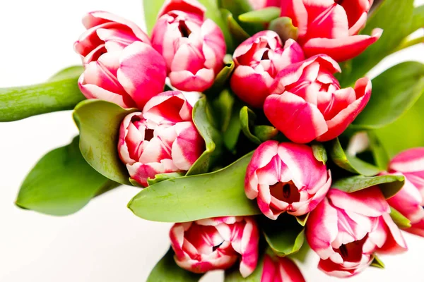Ein Strauß blühender Tulpen — Stockfoto