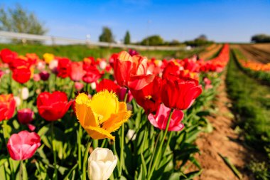 Güneş altında bir çayır üzerinde kırmızı ve Sarı Lale