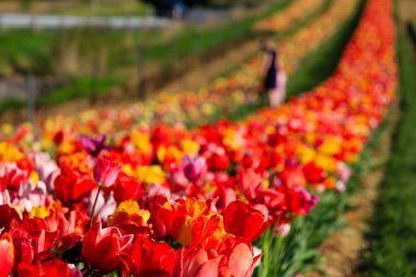 Anne ve kızı güneş çiçekler toplar