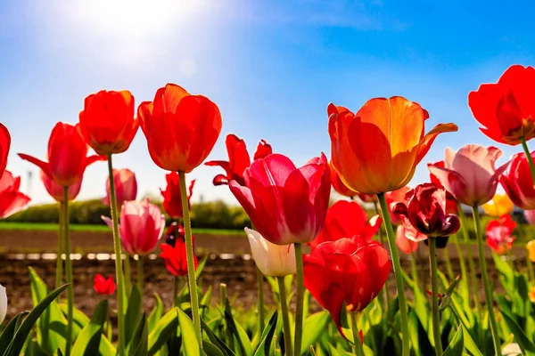 Tulipes rouges et jaunes au soleil sur une prairie Images De Stock Libres De Droits