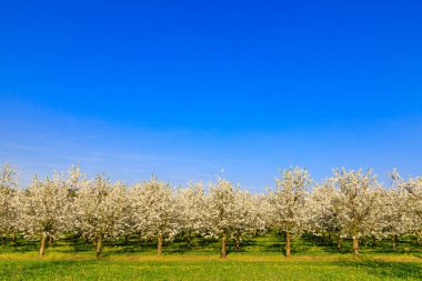 Plantation mavi gökyüzü karşı beyaz çiçekli kiraz ağaçlarının
