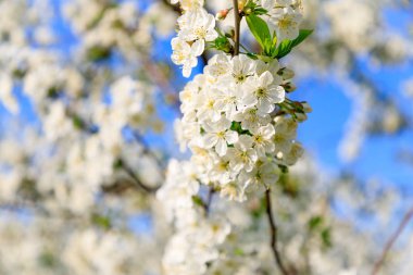 Closeup dalı üzerinde beyaz kiraz çiçekleri