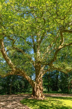 Bir parkta büyük bir güneşli ağacı