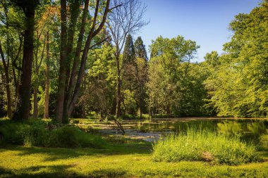Yeşil ormanın ortasında büyük bir su birikintisi