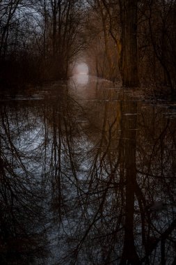 A path through a flooded forest seems mystical clipart