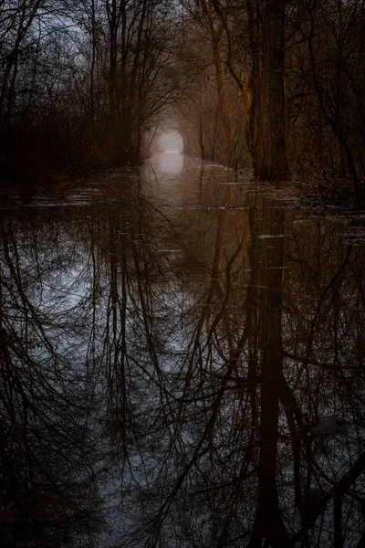 Путь через затопленный лес кажется мистическим. Стоковое Изображение