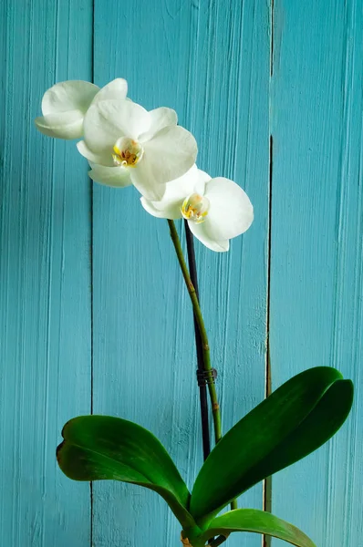 Arka plan beyaz orkide bir açık renkli, yakın kadar — Stok fotoğraf